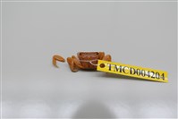 藏品(斑點擬相手蟹)的圖片